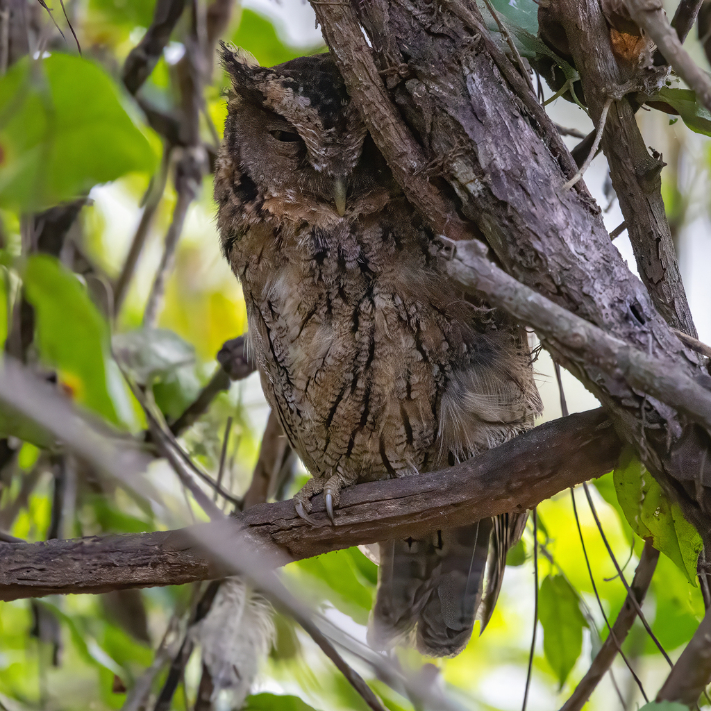 West Peruvian Screech Owl