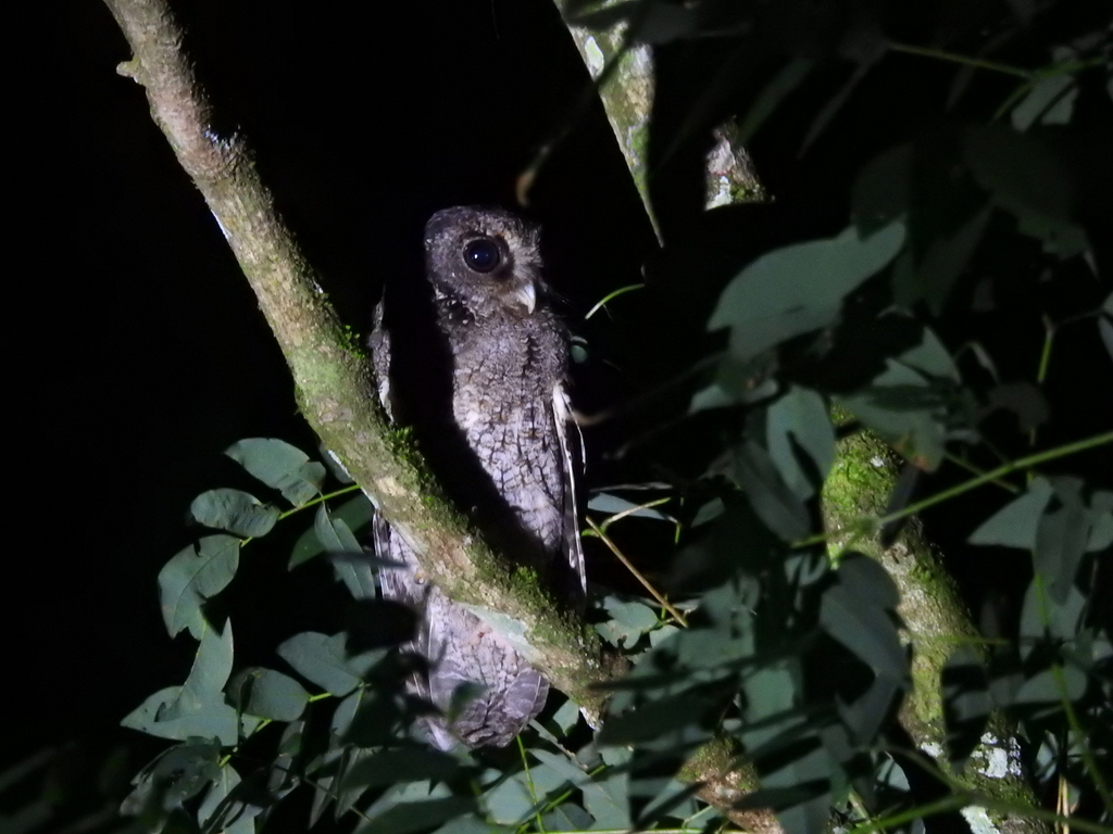 Black-capped Screech Owl