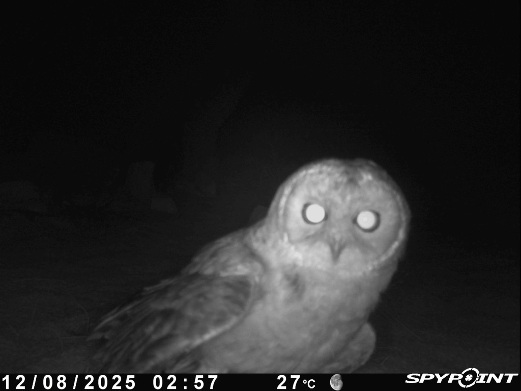 Desert Owl