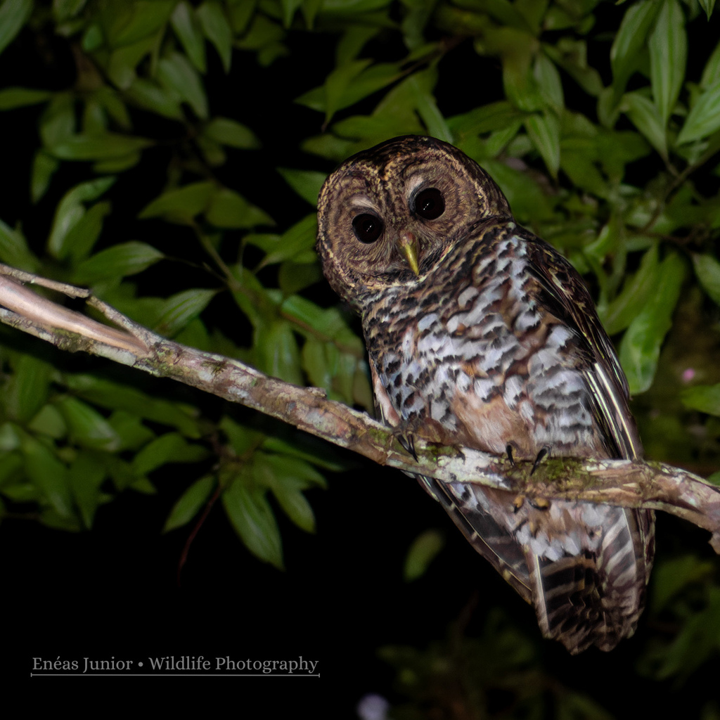 Rusty-barred Owl