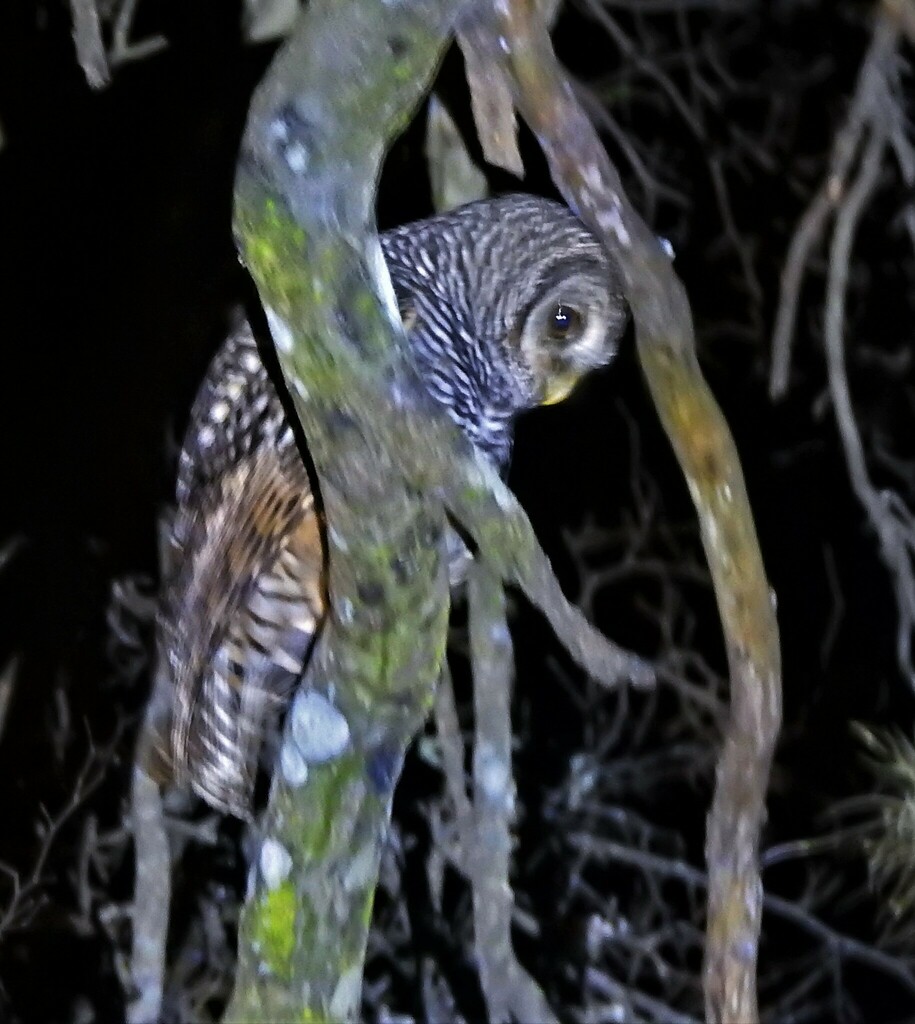 Chaco Owl