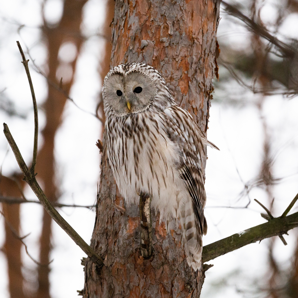 Ural Owl