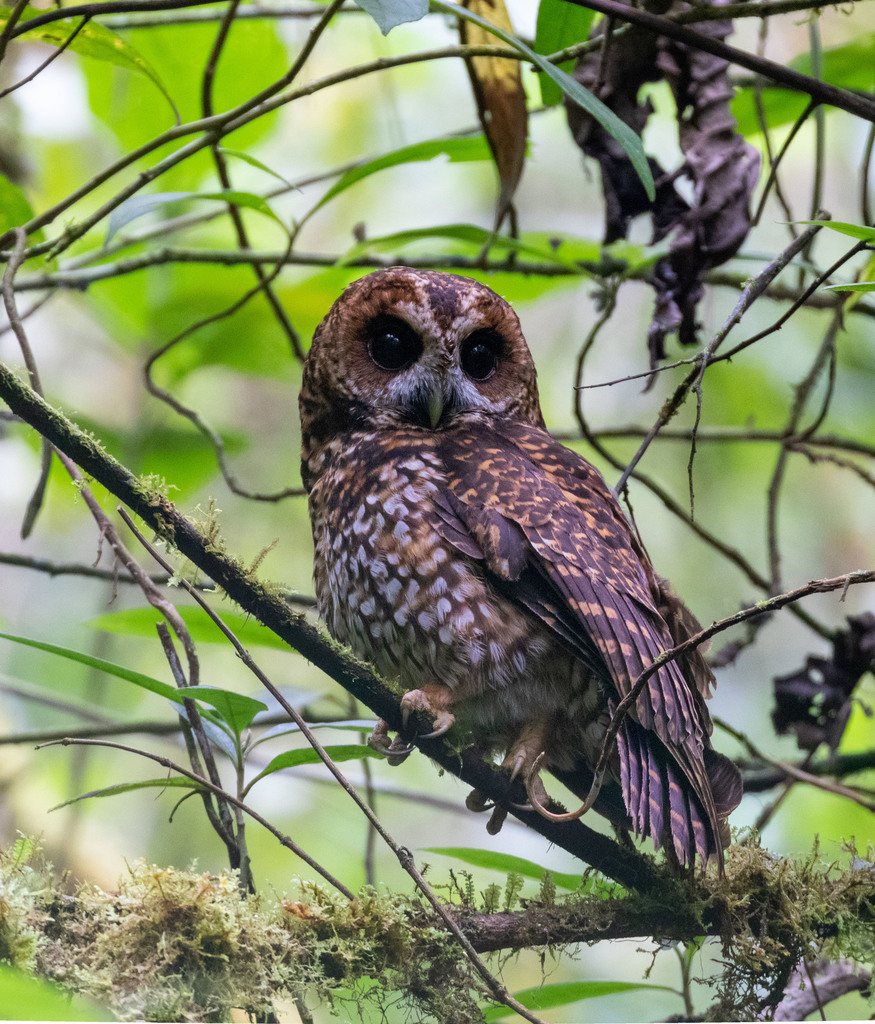 Rufous-banded Owl