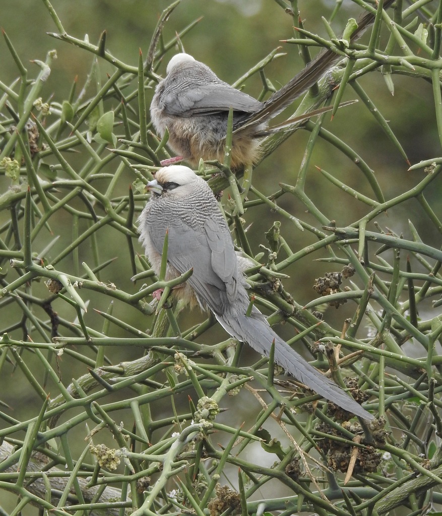 White-headed Mousebird