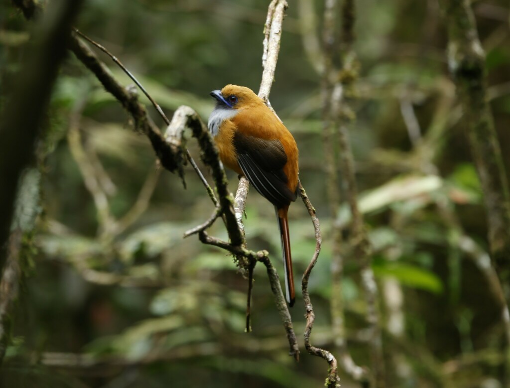 Whitehead’s Trogon