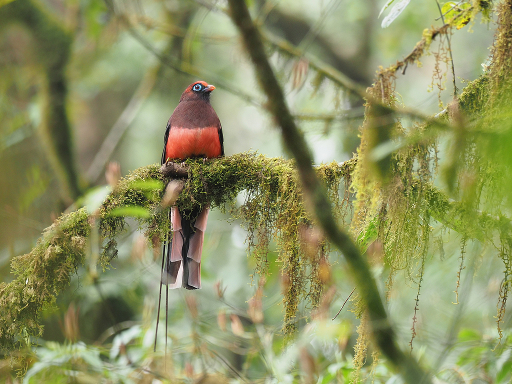 Ward’s Trogon