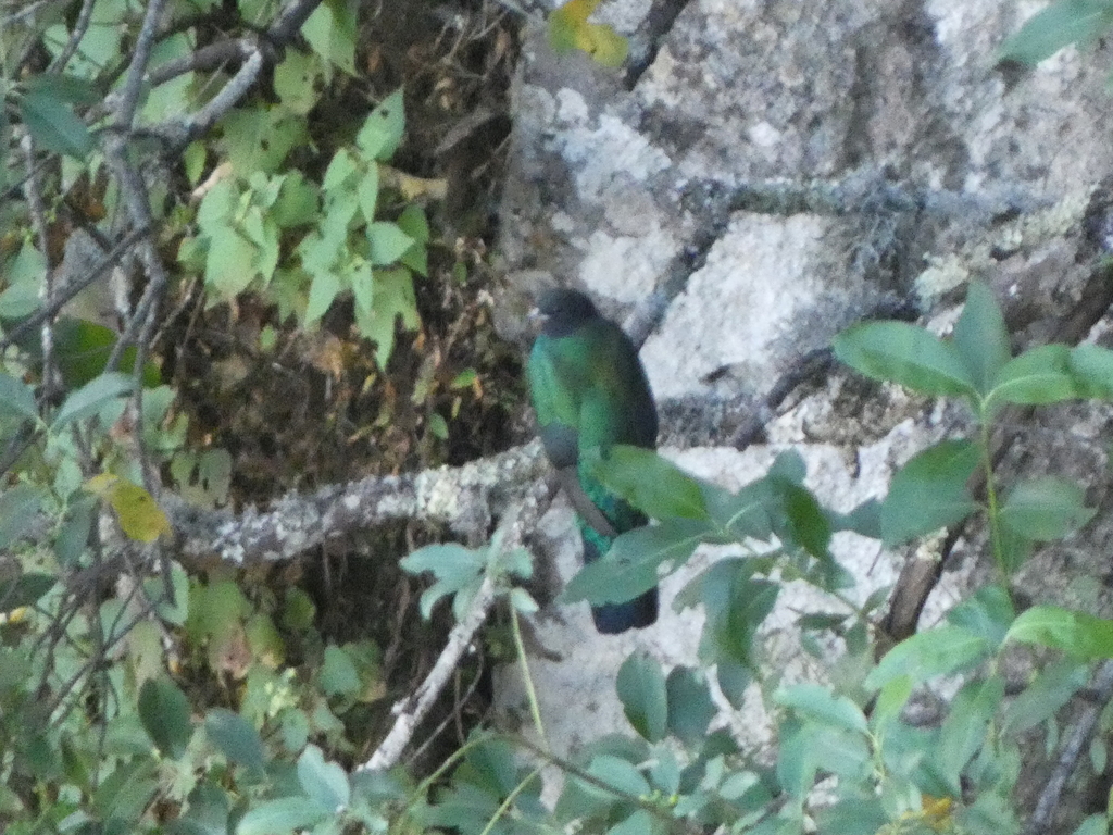 Eared Quetzal