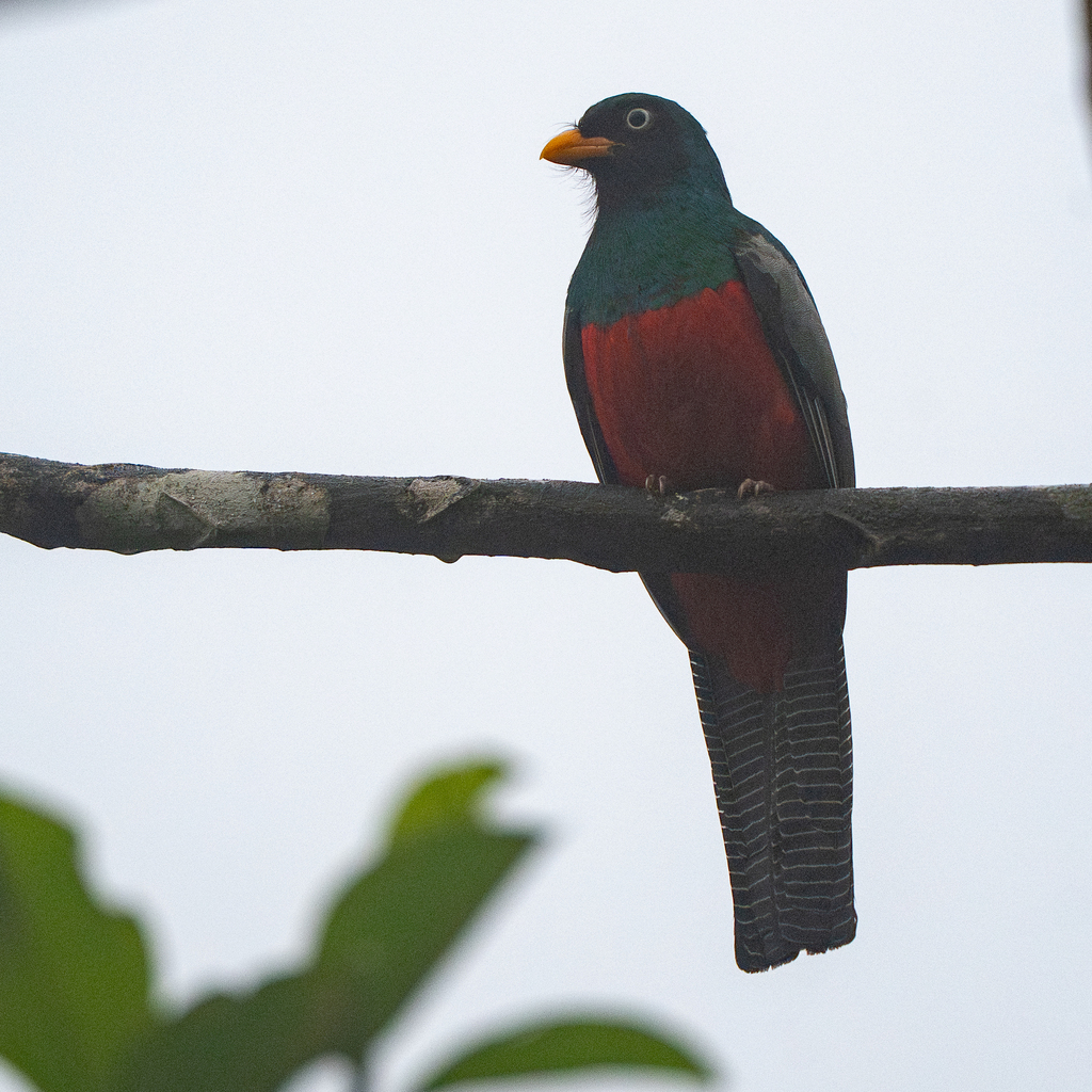 Lattice-tailed Trogon