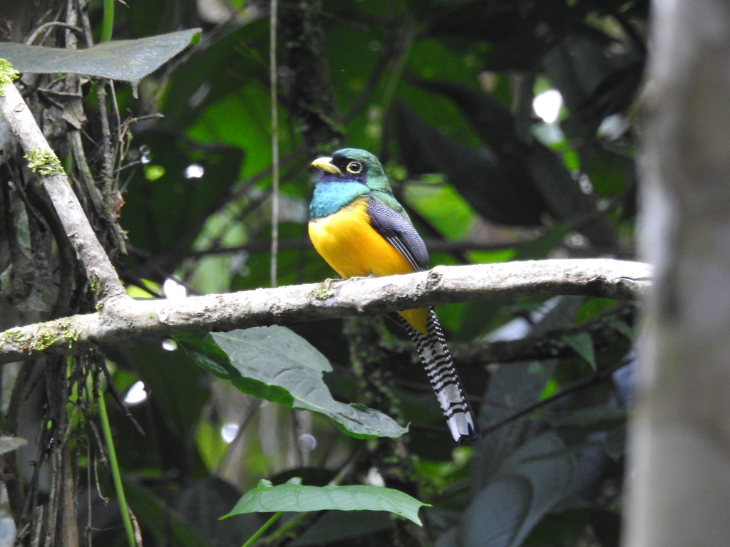 Choco Black-throated Trogon