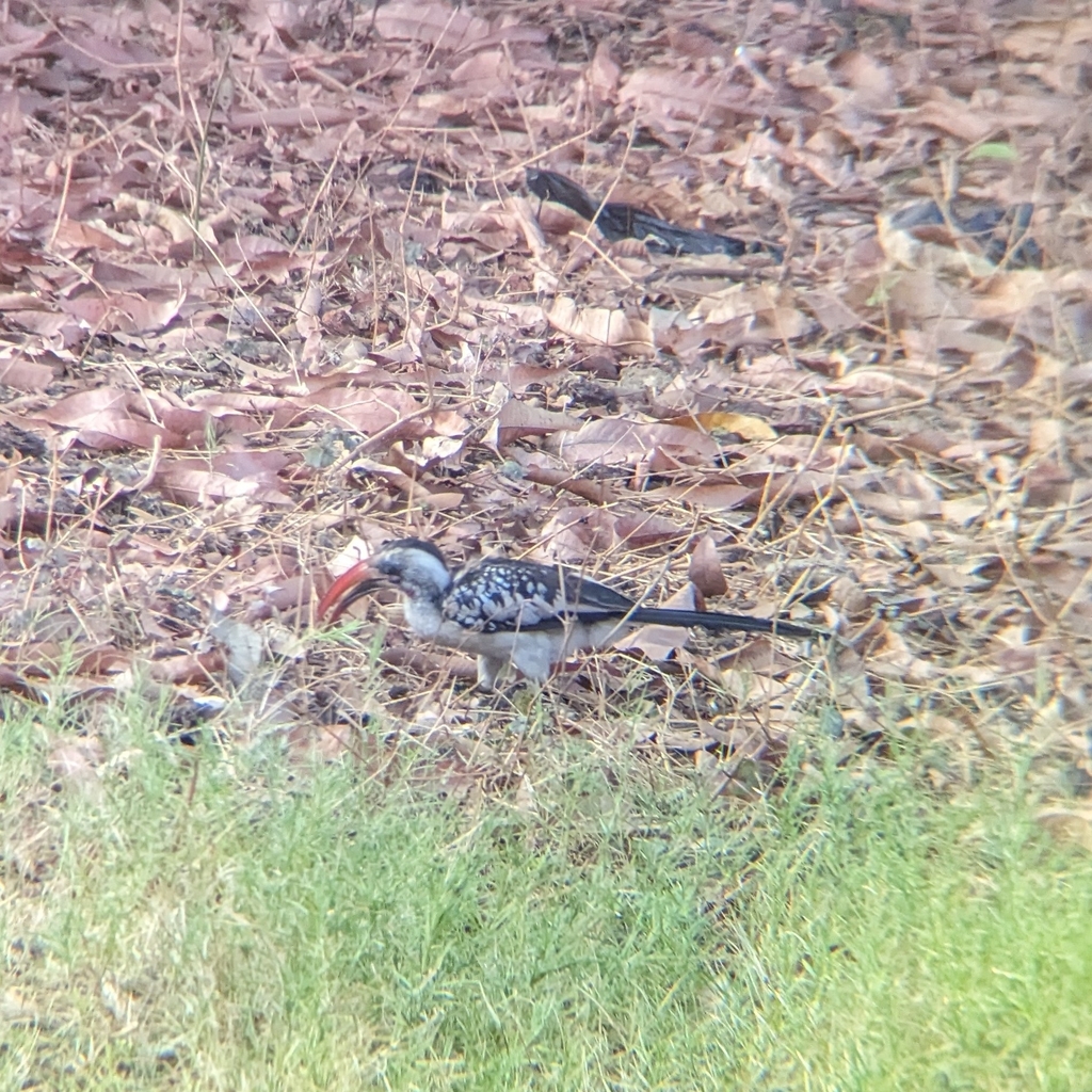 Western Red-billed Hornbill