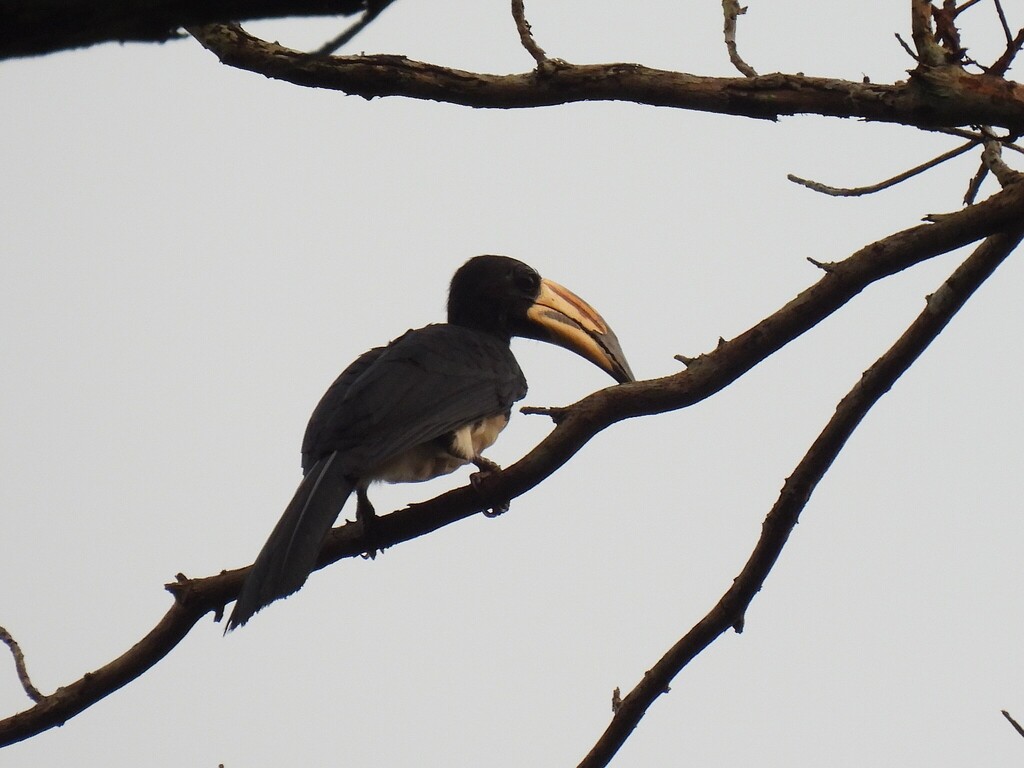 West African Pied Hornbill