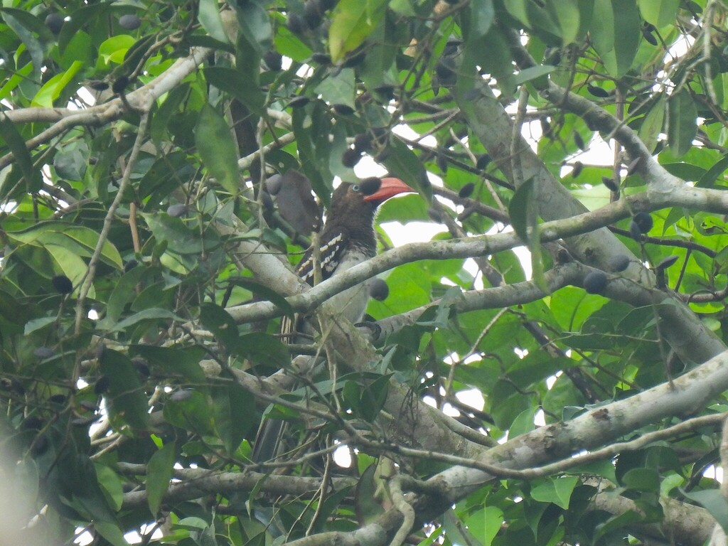 Red-billed Dwarf Hornbill