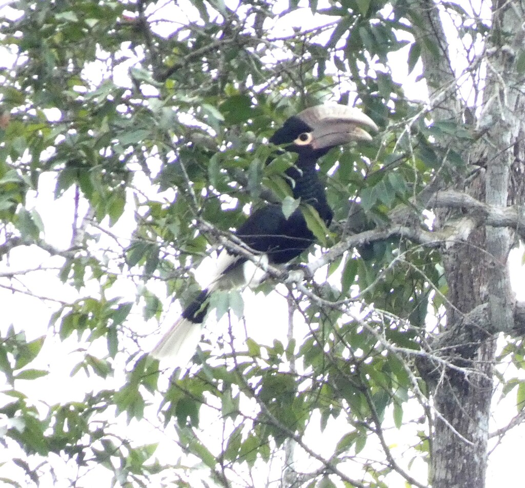 White-thighed Hornbill