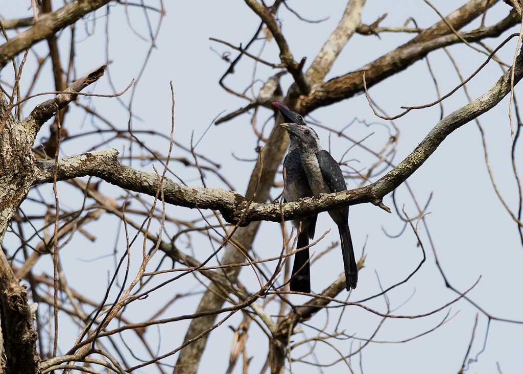 Eastern Dwarf Hornbill