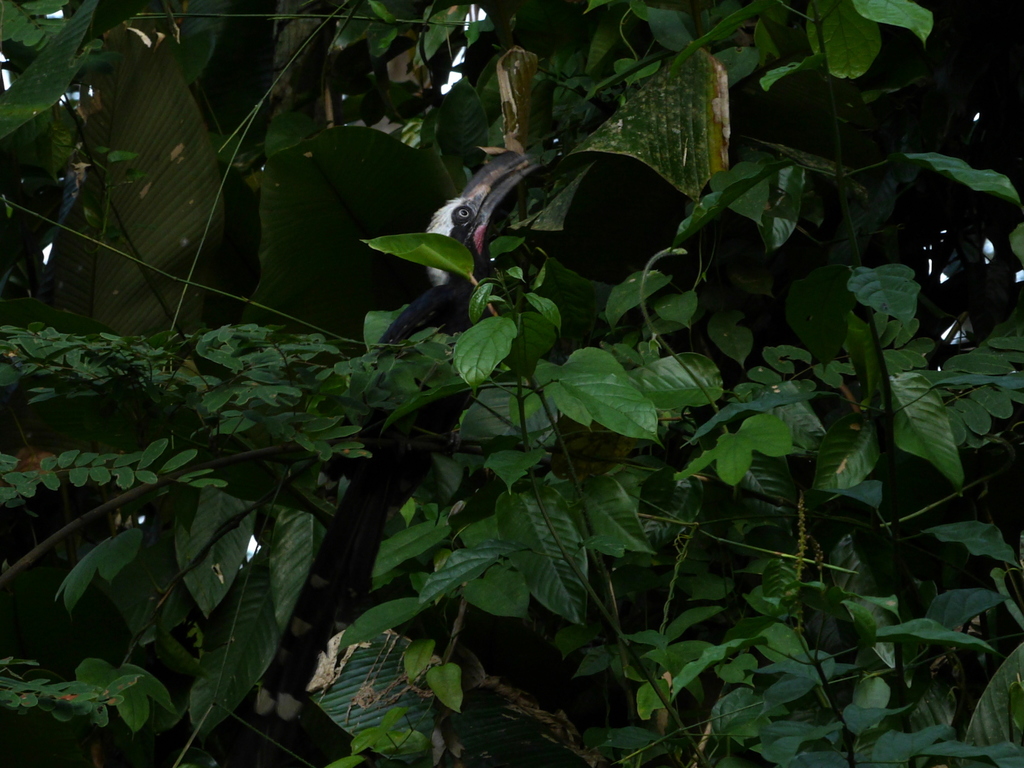 Eastern Long-tailed Hornbill
