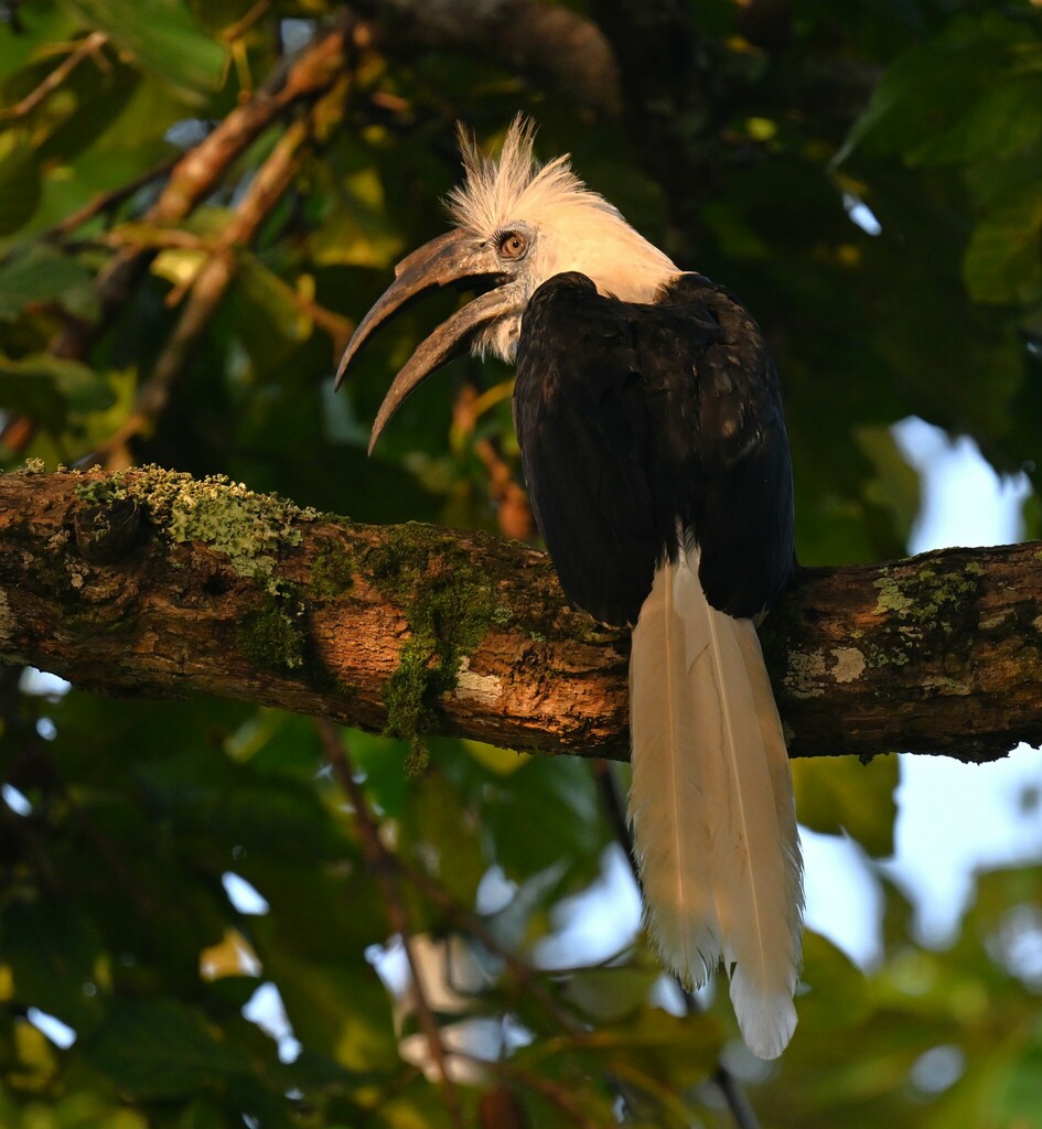 White-crowned Hornbill