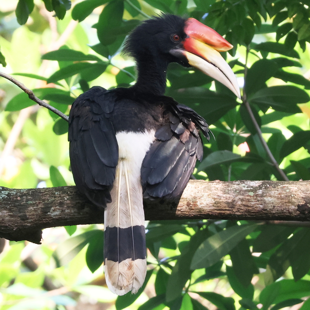 Rhinoceros Hornbill