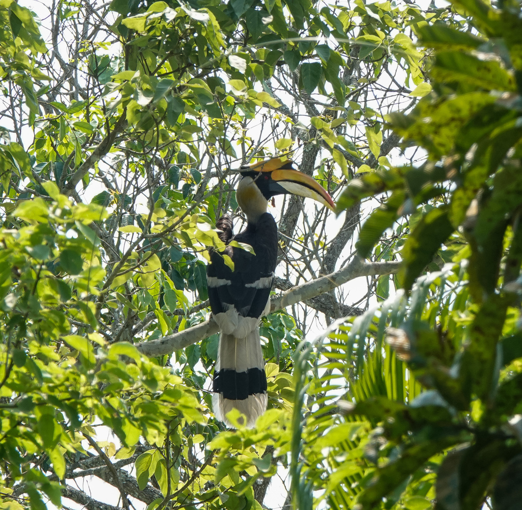 Great Hornbill
