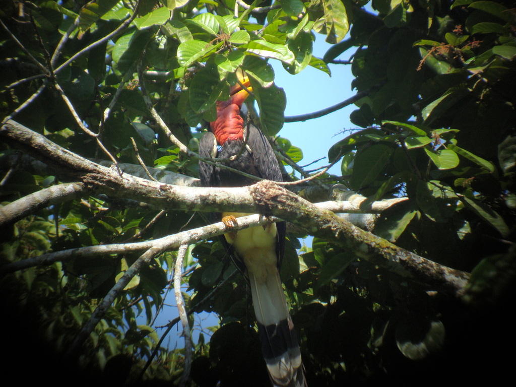 Helmeted Hornbill
