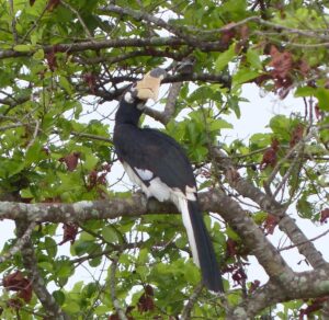 Malabar Pied Hornbill