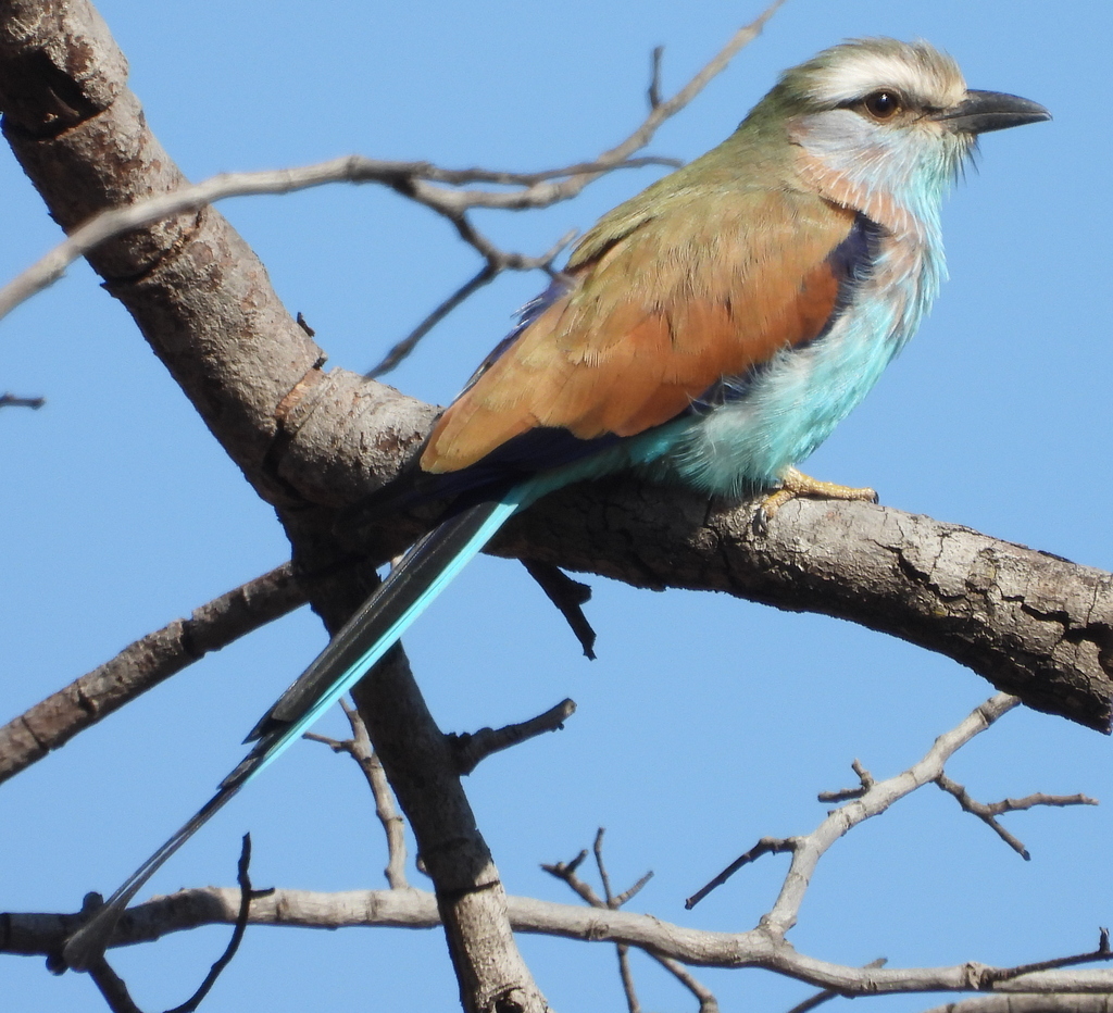 Racket-tailed Roller