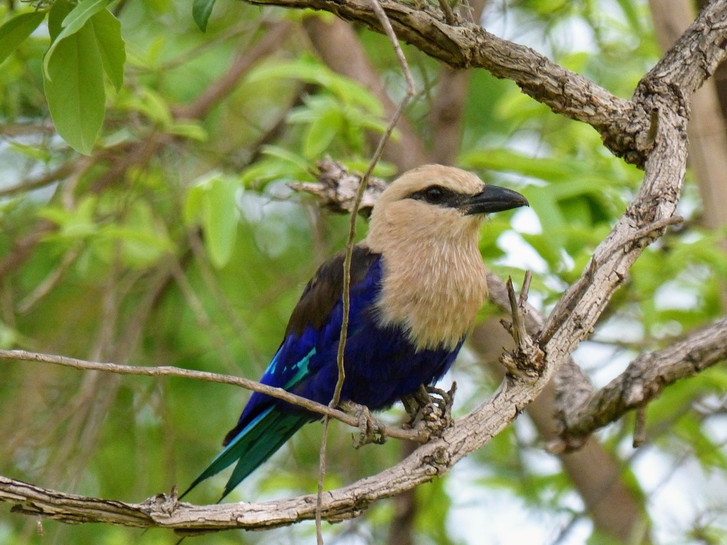 Blue-bellied Roller