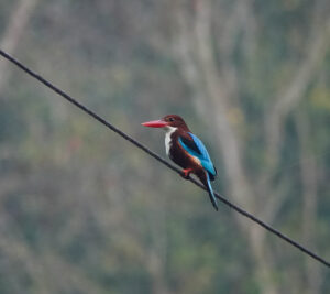 White-throated Kingfisher