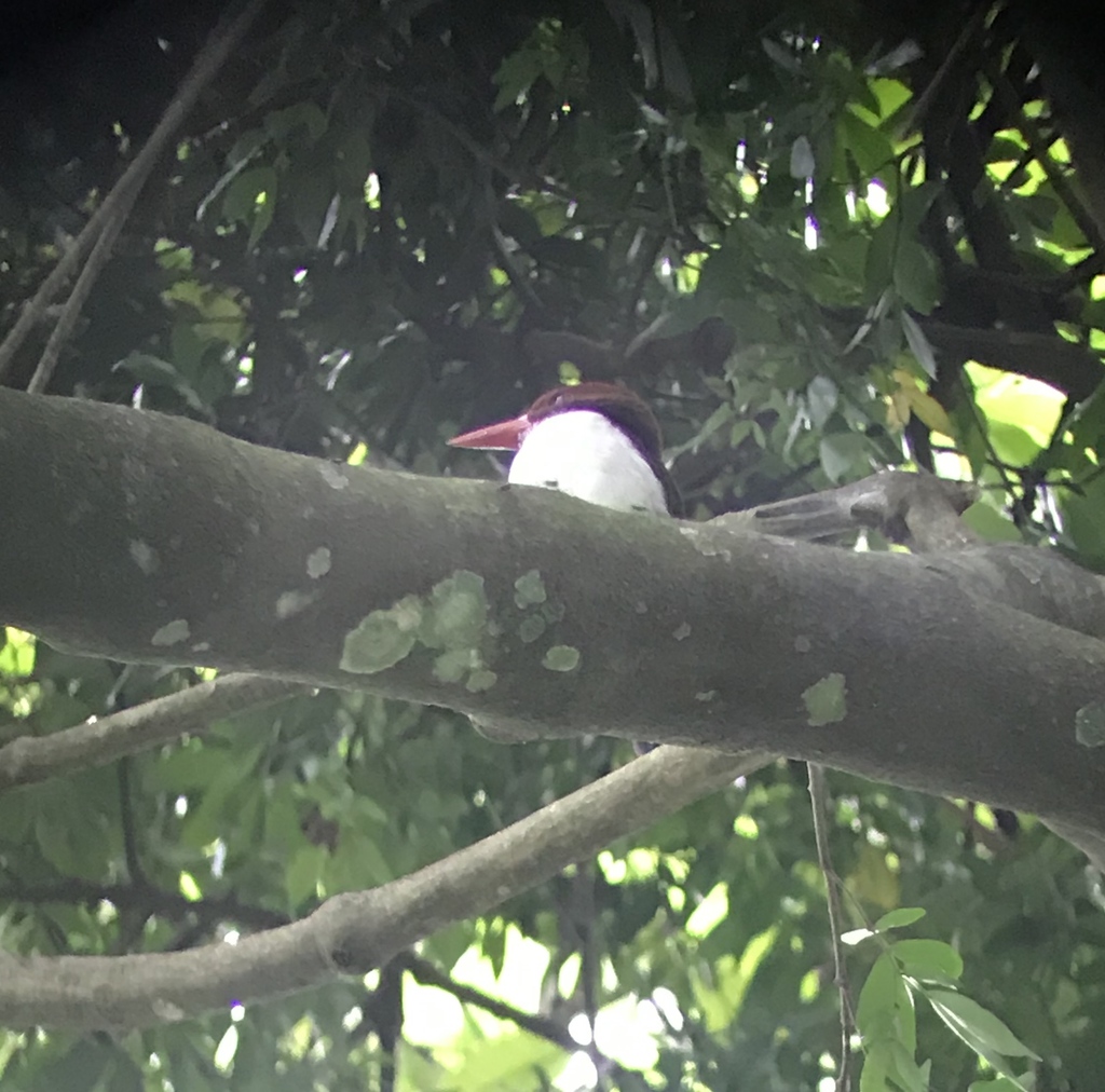 Chocolate-backed Kingfisher
