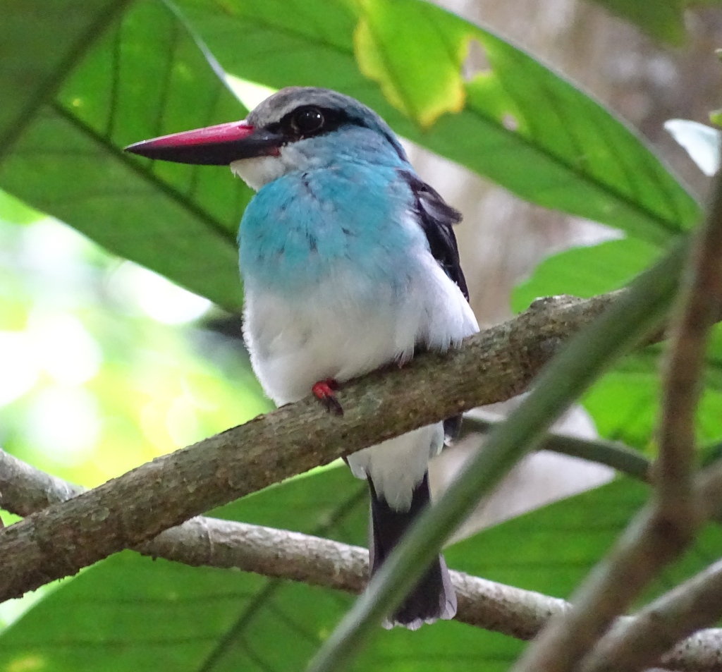 Blue-breasted Kingfisher