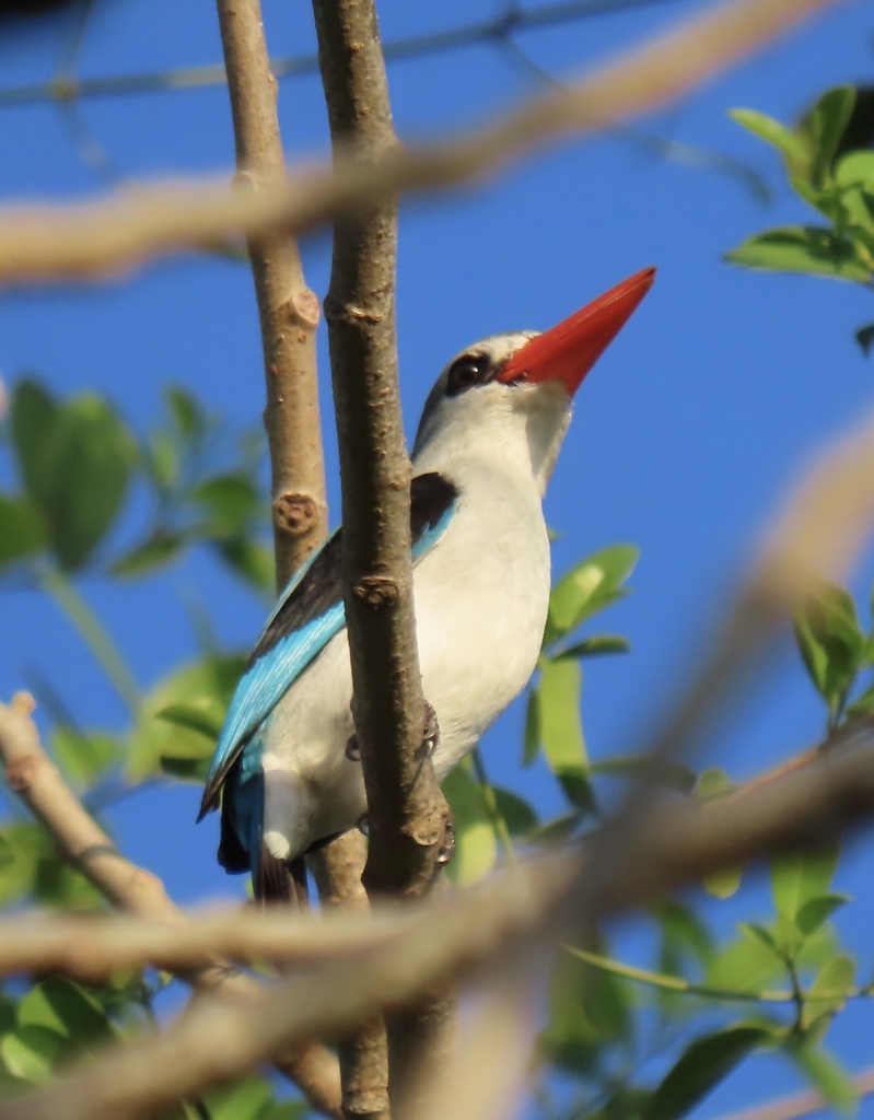 Mangrove Kingfisher