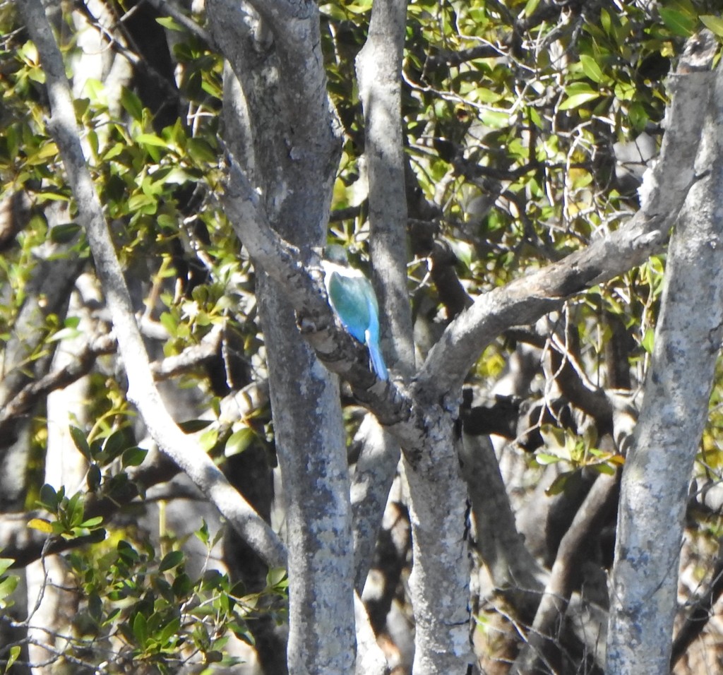 Torresian Kingfisher