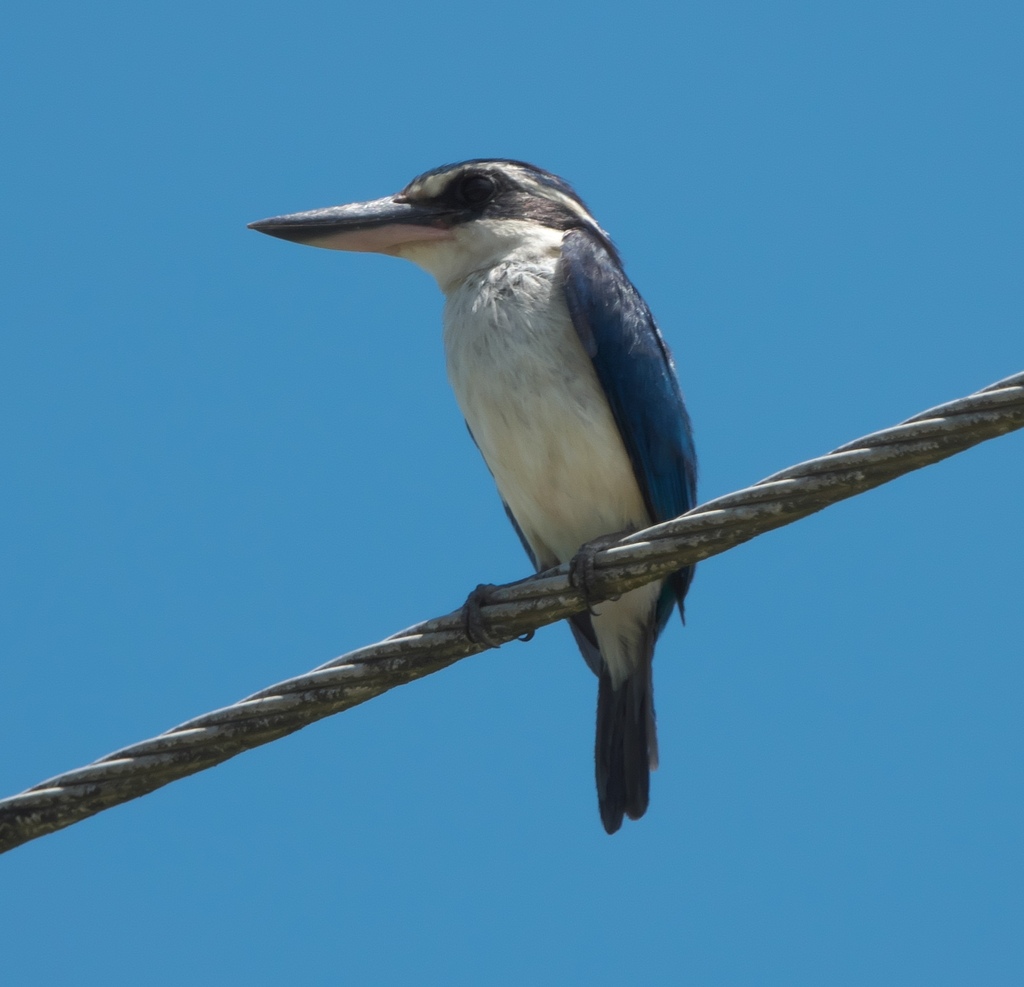 Pacific Kingfisher