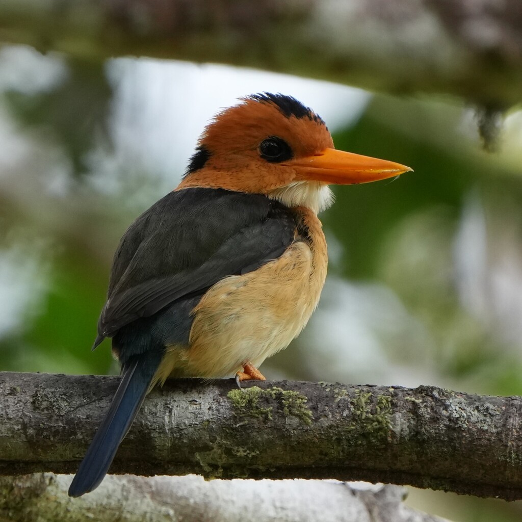 Yellow-billed Kingfisher