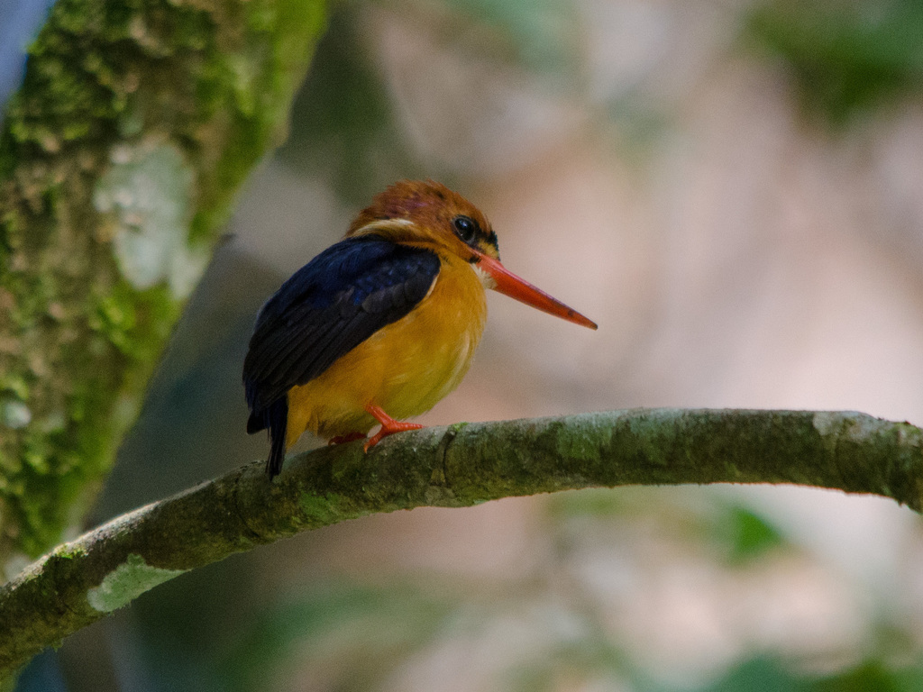 African Dwarf Kingfisher