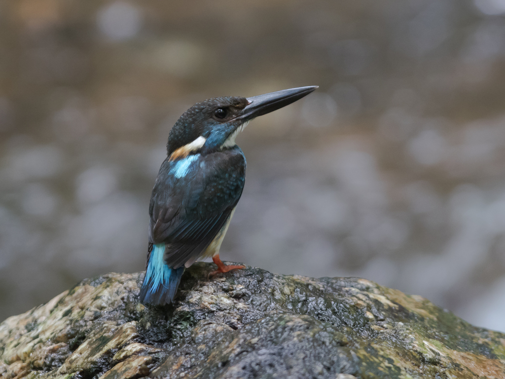 Malaysian Blue-banded Kingfisher