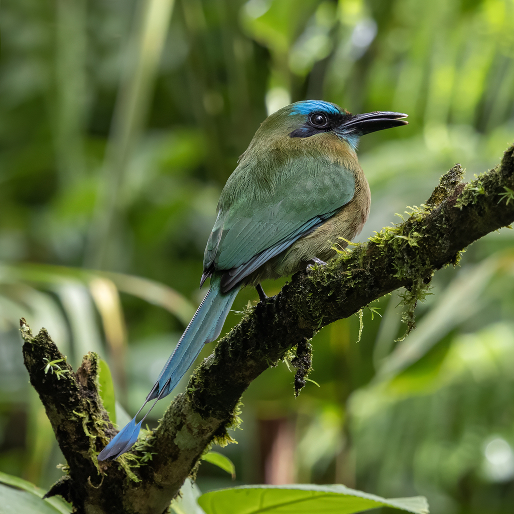 Keel-billed Motmot