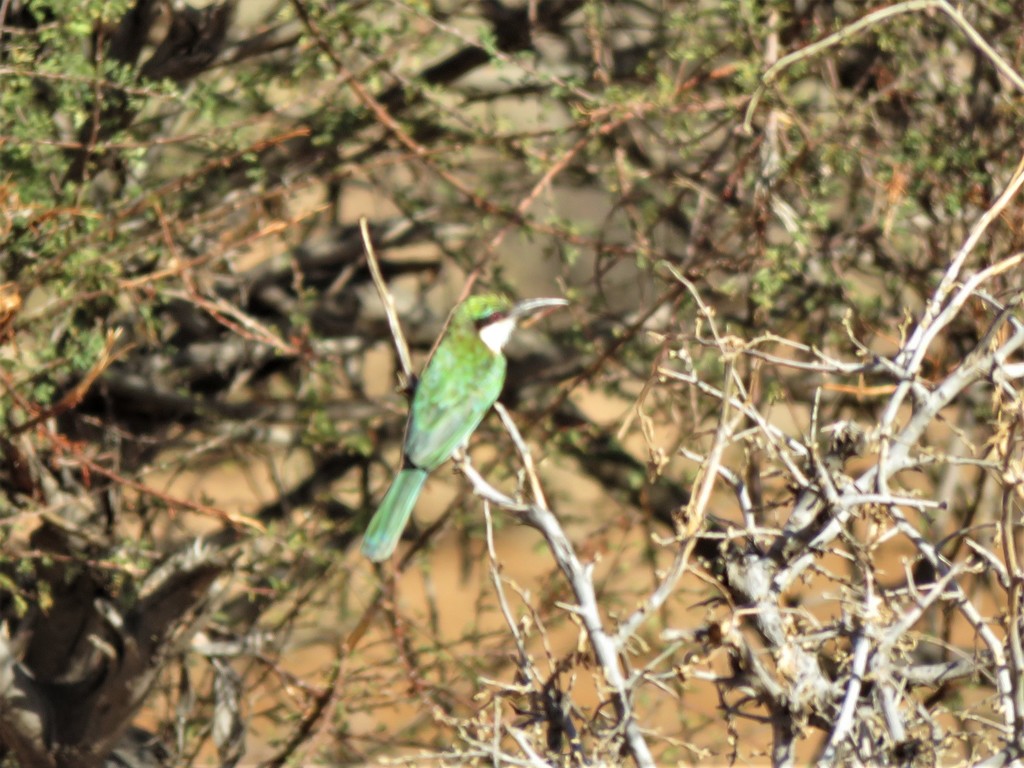 Somali Bee-eater