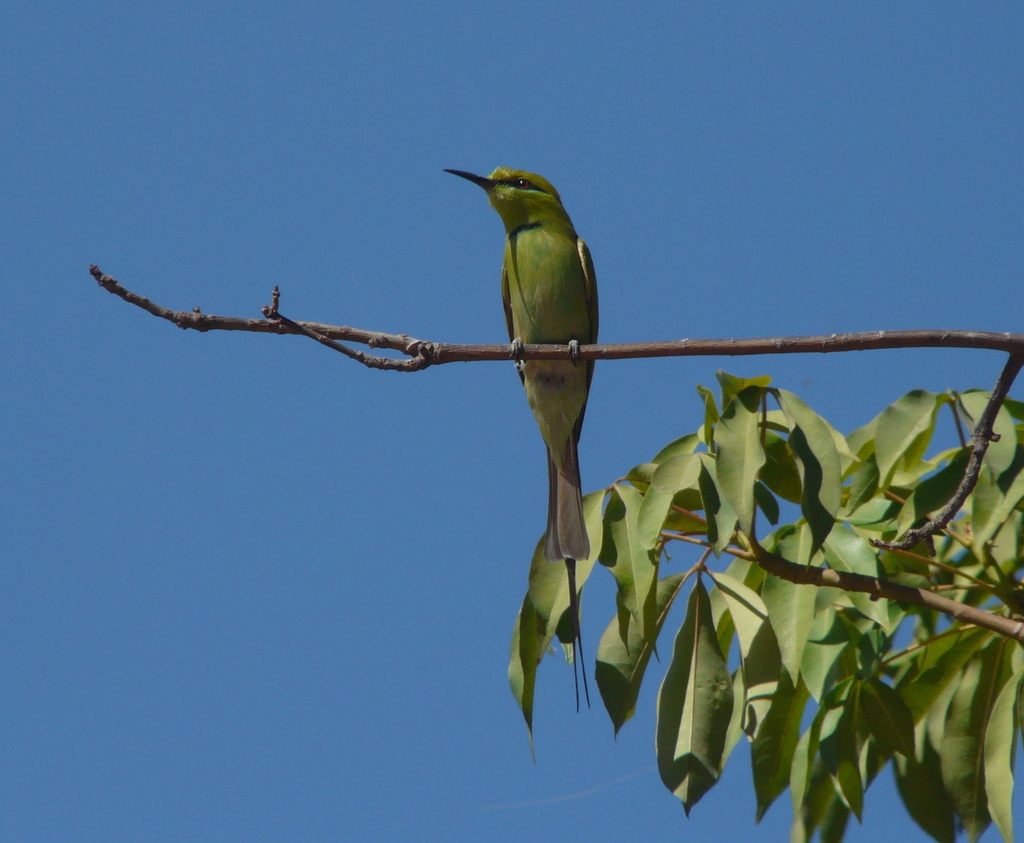 African Green Bee-eater