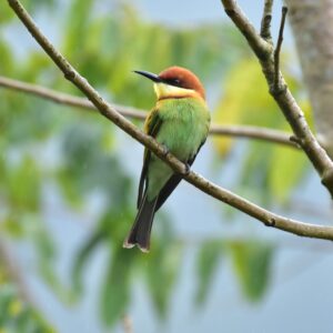 Abejaruco Cabecirrufo