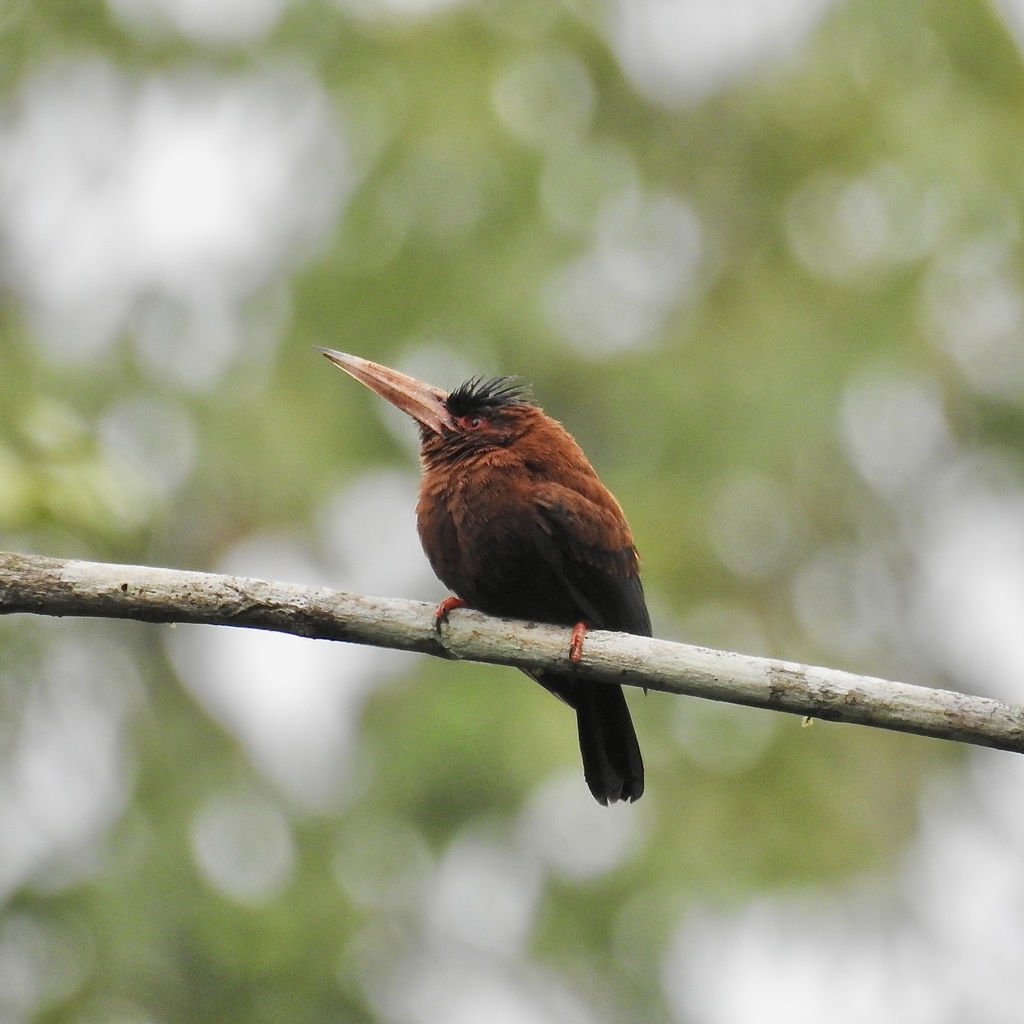 Purus Jacamar