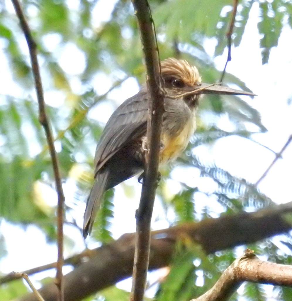 Three-toed Jacamar