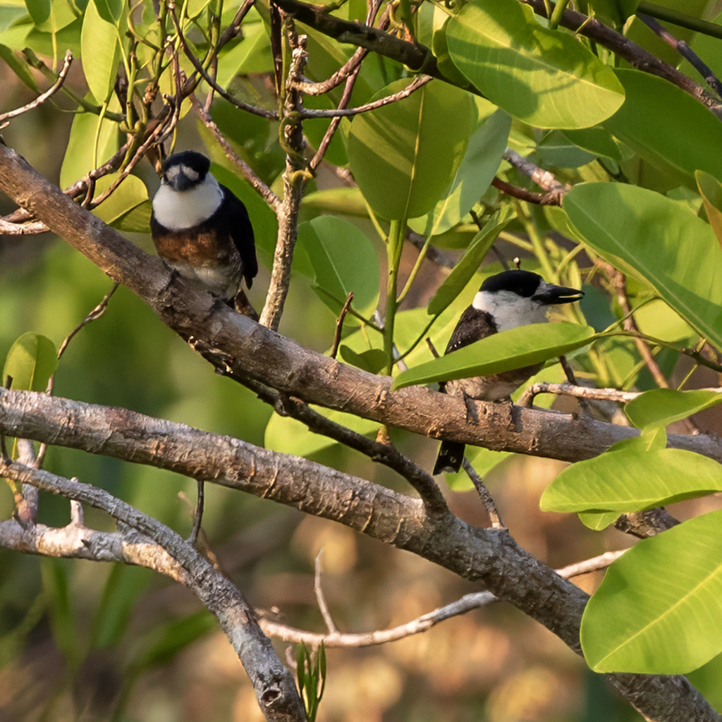 Brown-banded Puffbird
