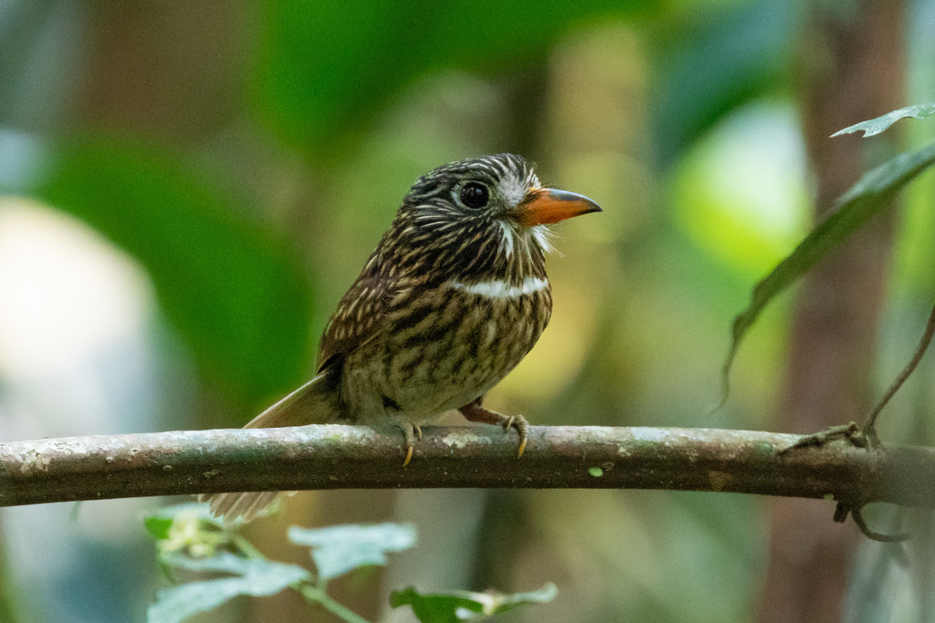 White-chested Puffbird