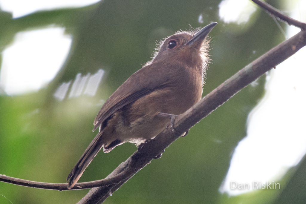 Brown Nunlet