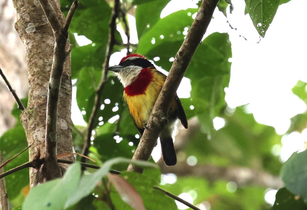 Scarlet-banded Barbet