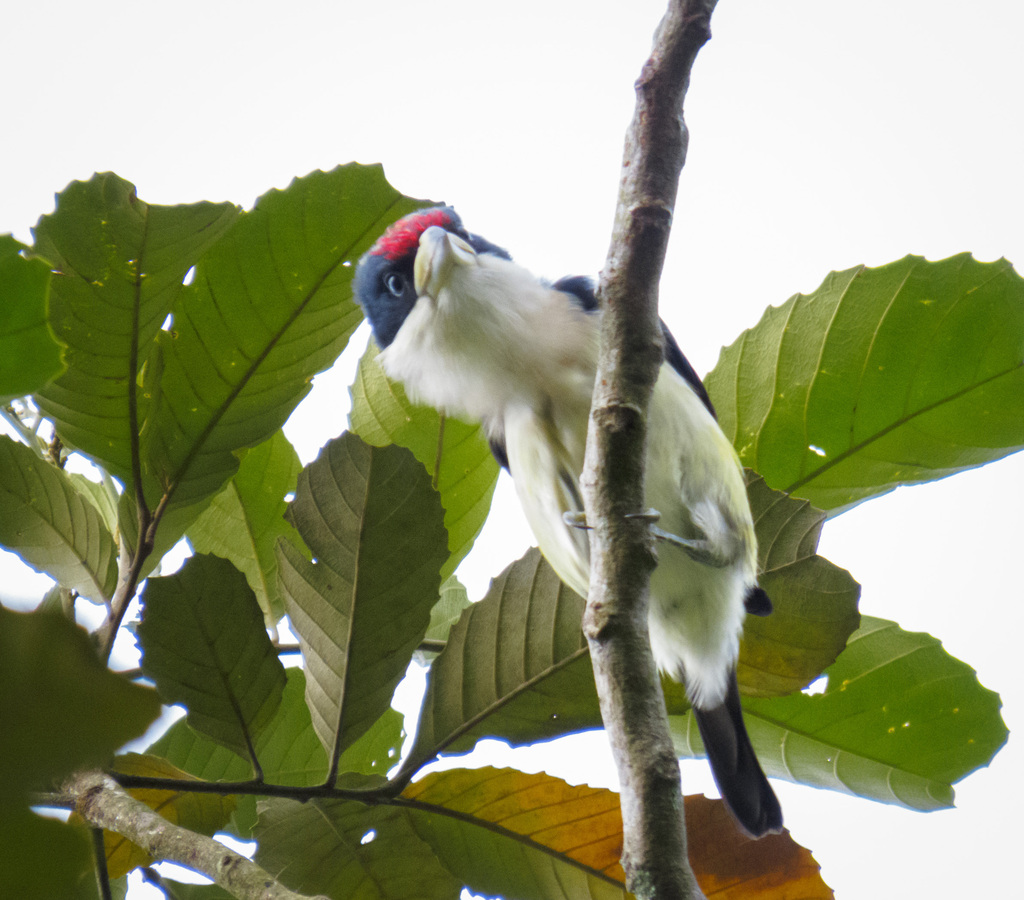 White-mantled Barbet
