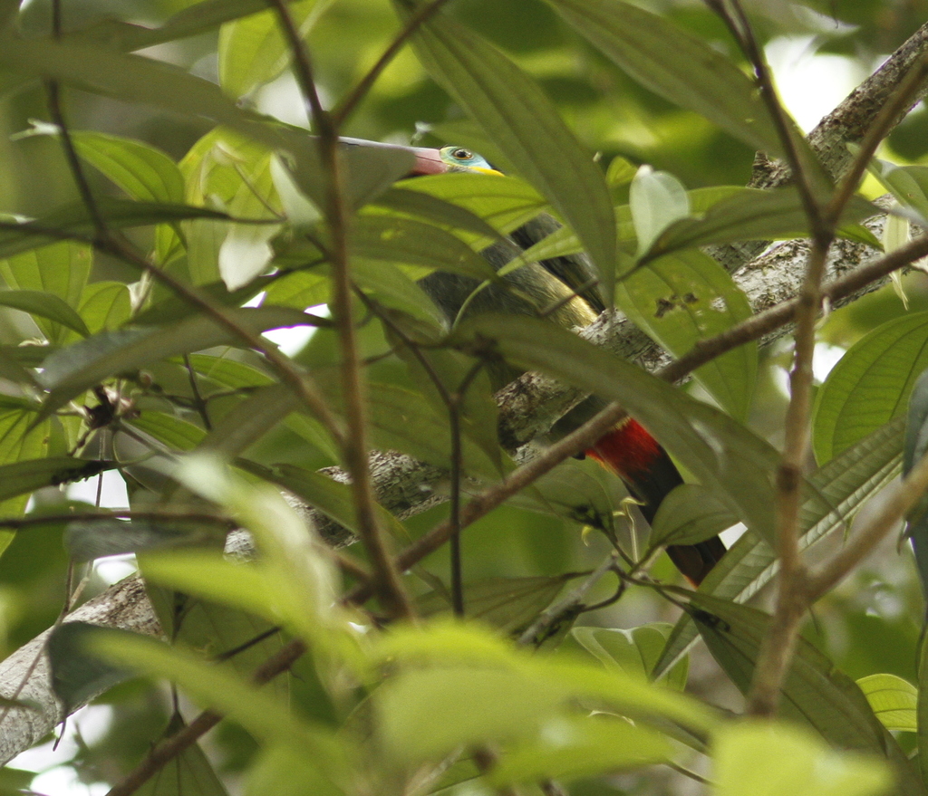 Guianan Toucanet