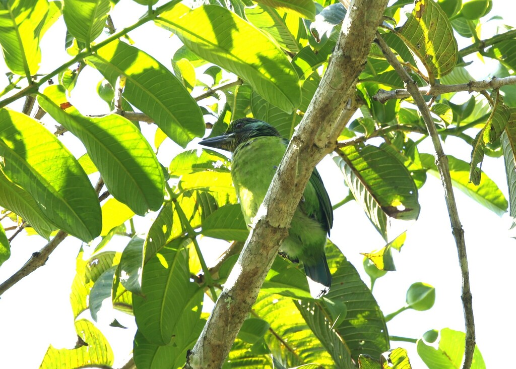Mountain Barbet