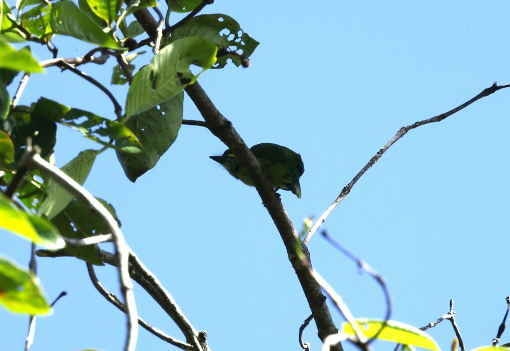 Bornean Barbet