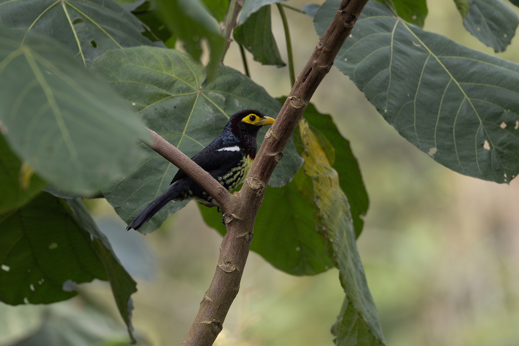 Eastern Yellow-billed Barbet